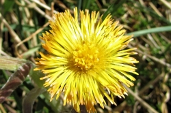 Colt's-foot