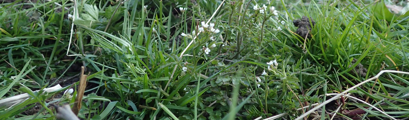 Your garden may look like an adventure playground but it is full of food