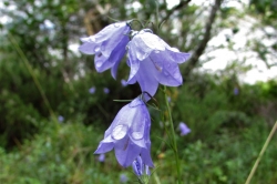 Harebells