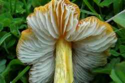 Gills