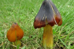 Blackening Waxcap