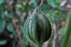 Seed Pods