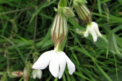 White Campion