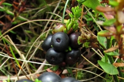 Crowberry