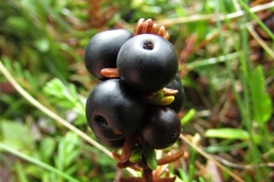 Fruit