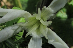 Female Flowers