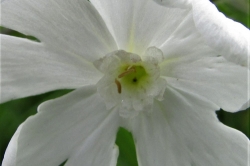 Male Flowers