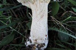 Stem