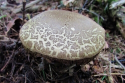 Sepia Bolete