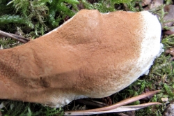 Spore Print