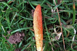 Fruiting Body