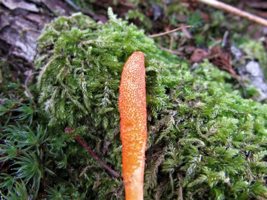 Scarlet Caterpillarclub