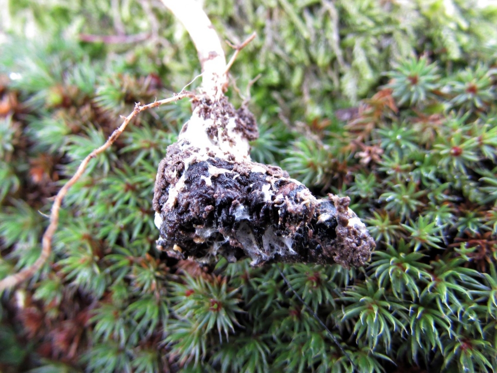 Scarlet Caterpillarclub