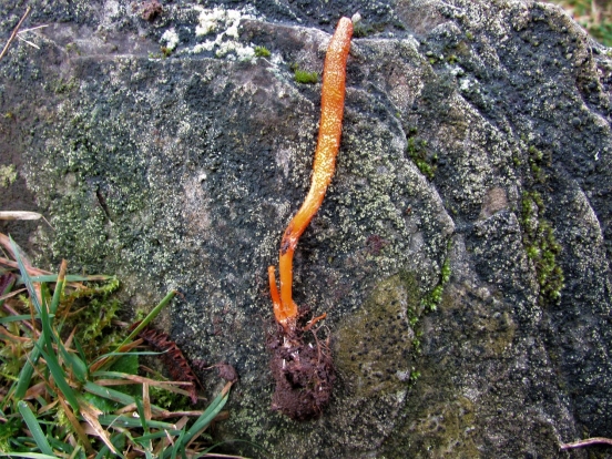 Scarlet Caterpillarclub