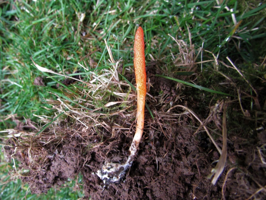 Scarlet Caterpillarclub