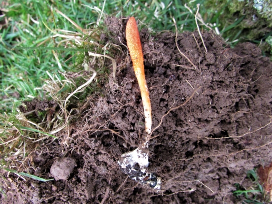 Scarlet Caterpillarclub