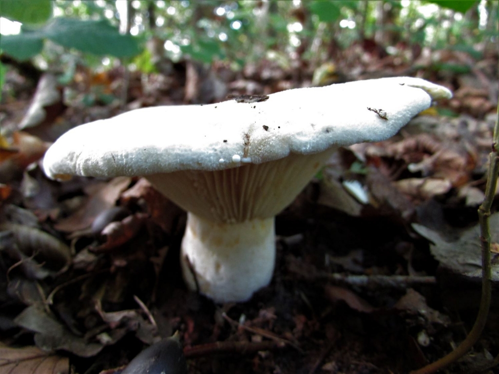 Fleecy-5-1024x768.jpg