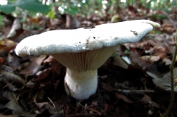 Fleecy Milkcap