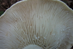 Gills