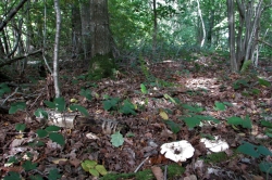 Habitat