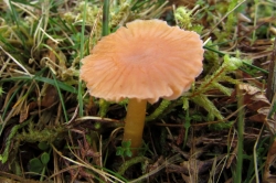 Heath Waxcap