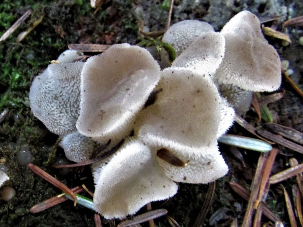 Jelly Tooth Fungus False Hedgehog Mushroom Toothed Jelly Fungus