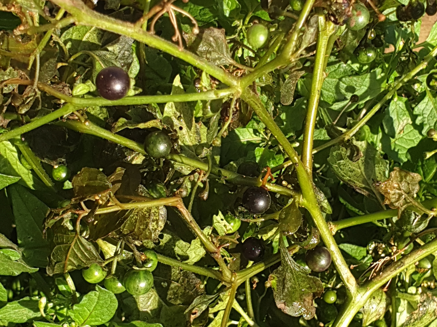 Black Nightshade - Wild Food UK