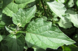 Leaves