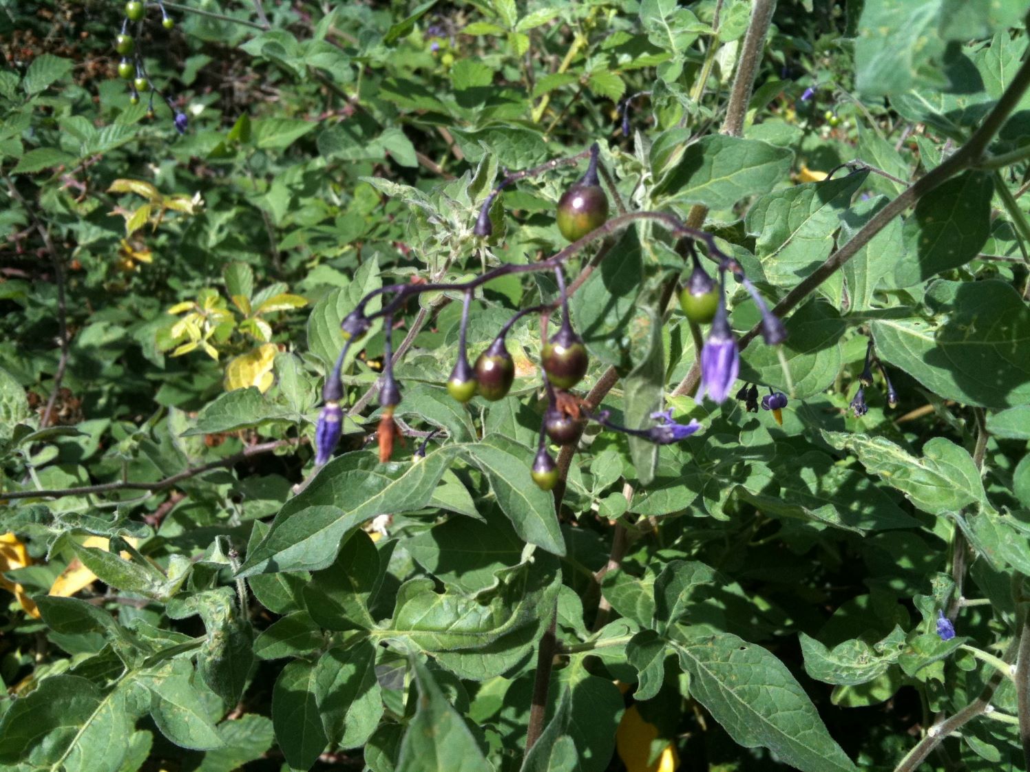 Woody nightshade shop