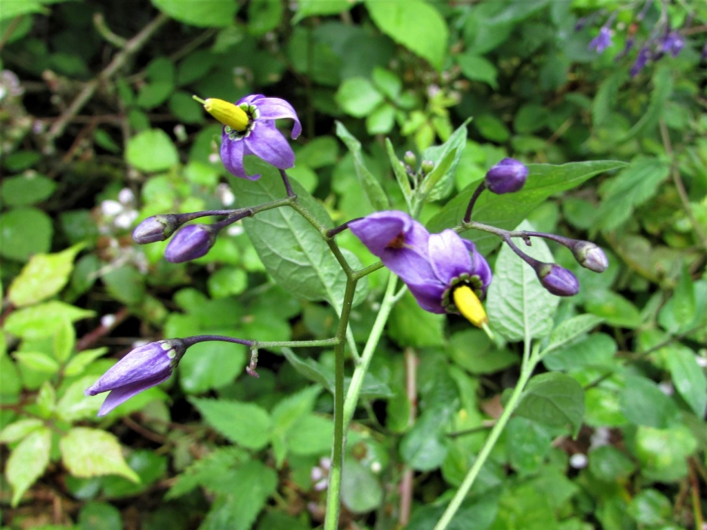 Woody Nightshade