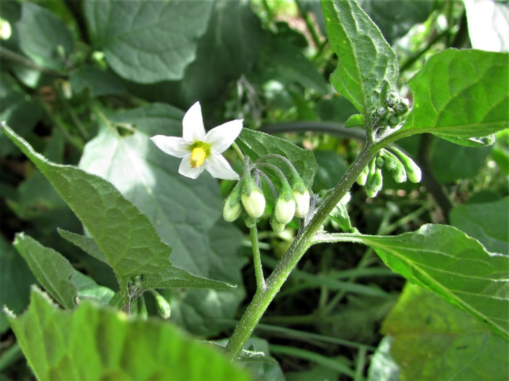 Black Nightshade
