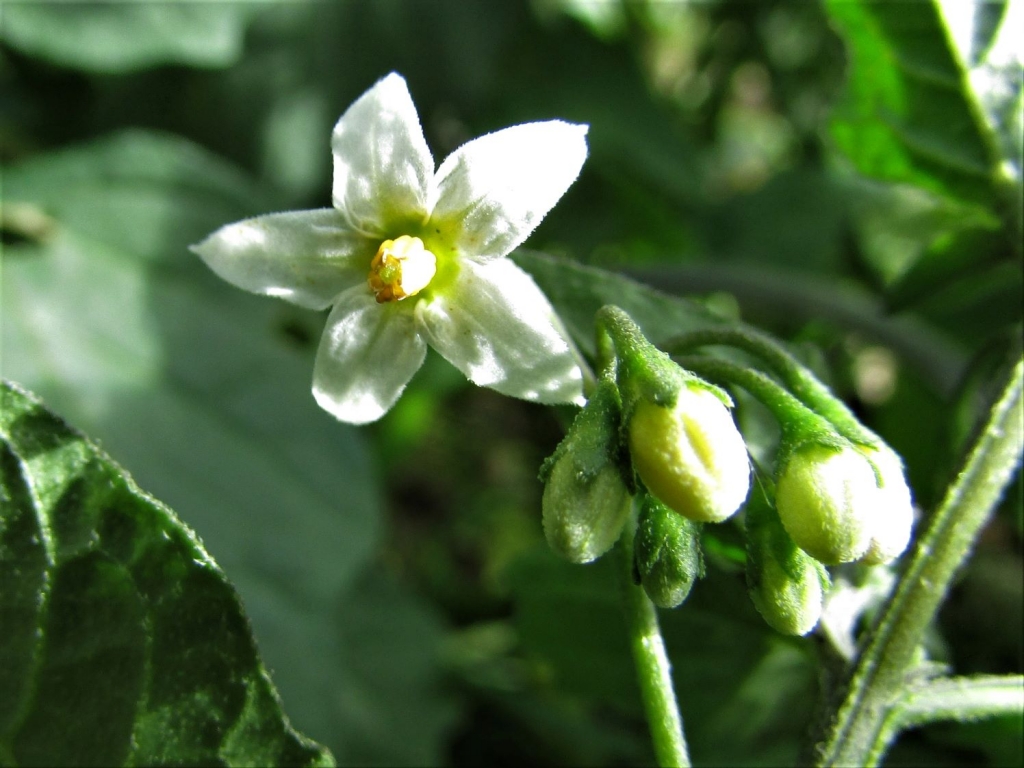 Black Nightshade