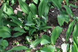 Lily of the Valley