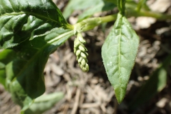 Flower Buds