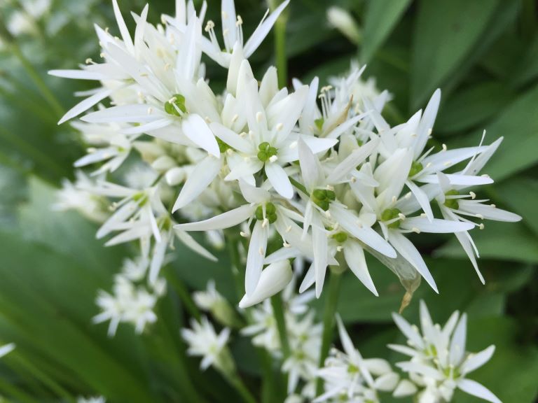 Wild Garlic Impostors!