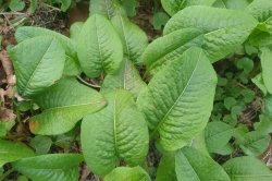 Leaves