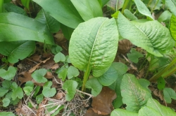 Basal Leaves