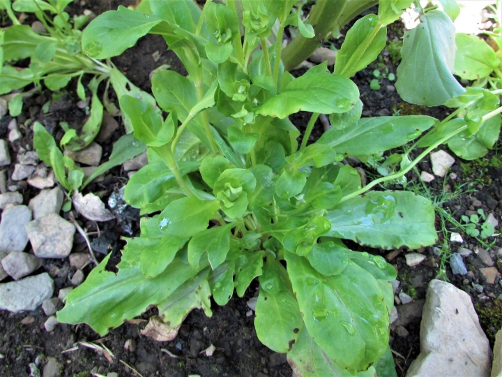 Lamb's lettuce