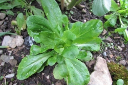 Lamb's lettuce