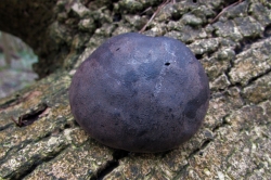 Fruiting Body