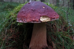 Pine Bolete