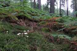 Habitat