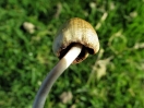 liberty cap