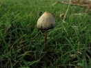 liberty cap