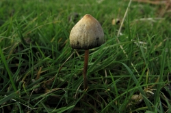 Liberty Cap