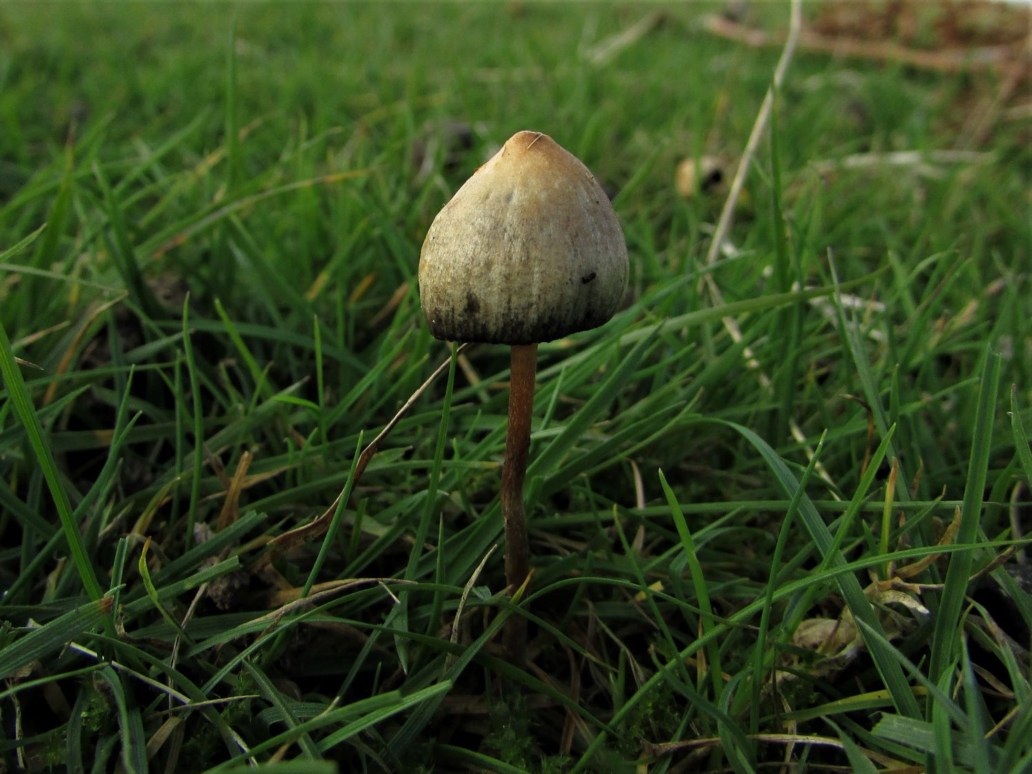 how to find magic mushrooms