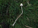 liberty cap