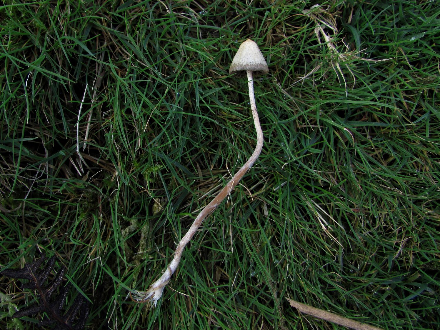 White Fuzz on Mushroom stem - Safe to eat or should I throw it away? 