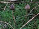 liberty cap