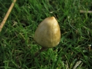 liberty cap